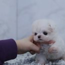 강아지분양 더펫 이미지