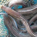 바다장어 이미지