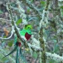 눈부시게 화려한 케찰 숫컷(Quetzal Male) 이미지