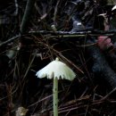 흰꼭지버섯(흰꼭지외대버섯) 이미지