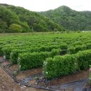 하만농장 이미지