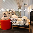 베이직펫푸드 | 성수반려견파티룸 건대애견파티룸 코다룸 강아지 생일파티 내용, 주차 정보