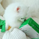 장보는강아지와 고양이 성성점 | 반려다움 강아지 고양이 프로바이오틱스 장 건강 모질 개선 기능성 유산균 후기