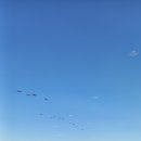 오플로우