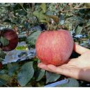 효성농장 이미지