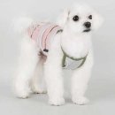 다솜코튼