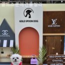 골드스푼애견풀빌라 이미지