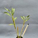 Dendrobium denneanum질초석곡 이미지