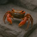 무실7길 | 귀여운 애완게 스마일크랩(도둑게) 입고완료 ! 다양한 컬러모프와 사육방법을 설명드립니다 !