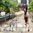 풀립농장 | 아이랑 용인 딸기 체험 농장 &#39;딸기랑 소풍 가기 좋은 날&#39; 가격 및 후기