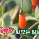 오용재 | 6시내고향 청양 구기자 밥상원정대 네박자 촬영지 장소 어디? 9월 28일 신인선 밥굽남 탕수육