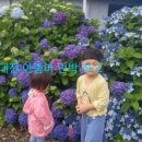 제주 대전 아줌마 민박 이미지