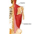 기능해부학을 위한 관절 생리학(어깨의 움직임) 이미지