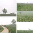한가한, 초록빛 가득한 바람이 있는 그 곳 - 경기도 안성목장 산책. 이미지