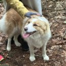 지리산 보더콜리 이미지