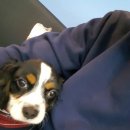 멍멍테라스 이미지