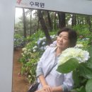 2023-06-29(목)전남해남 포레스토 수목원의 수국-대흥사여행(총무)02 이미지