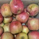 문배농원 사과 택배 후기🍎ㅋ