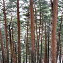 소나무숲 이미지