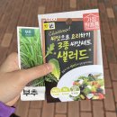🪴다이소 / 씨앗 구매후기(부추, 샐러드 3종 세트)~발아 진행 중