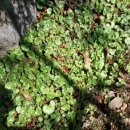 ‘사철 푸른 잎을 가진 여러해살이 풀’ “바위취” 이미지