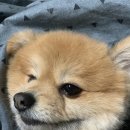 신촌애견미용실 이미지