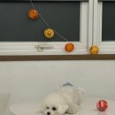 아지스테이션 | 남양주 애견카페ㅣ남양주 애견호텔ㅣ새벽운영하는 애견카페ㅣ서울근교 애견카페ㅣ남양주 아지스테이션 후기