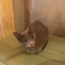 고양이다락방 이미지