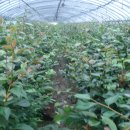 남부농원 이미지