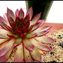 세진농장 이미지