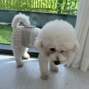 상큼하개 이미지