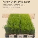 벼 소식재배(드문모심기) 신기술 도입 3년 만에 50% 확산_익산시 성공사례_롤 모델 및 벤치마킹해야! 이미지