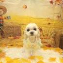 허니도그 이미지