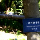 후피향