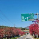 금산군 남일면 홍도화 라이딩 후기