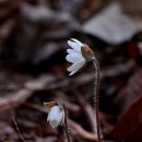 야생화답사 이미지