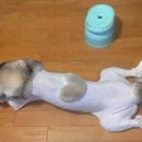 이쁜강아지 이미지