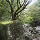 진달래산천 이미지