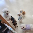 아르멍미르멍 이미지