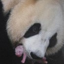 판다 이미지