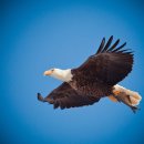 독수리 이미지