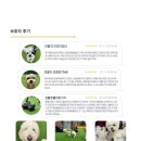 놀러오개 애견유치원 애견호텔 강남점 이미지