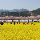 삼척 유채꽃 축제 이미지