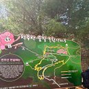 창원 천주산 진달래 축제 다녀온 후기