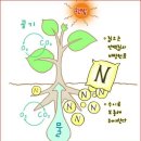 비료의 종류와 사용법 공부 이미지