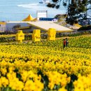 선도수선화 이미지