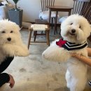 도그메종 이미지