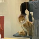 캣치유고양이미용호텔 이미지