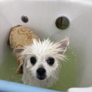 향동애견미용 이미지