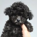 대한켄넬 | 토이푸들분양가 가격차이가 나는 진짜 이유 켄넬에서 알려드려요